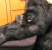 Koko the Gorilla