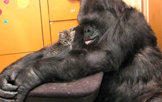 Koko the Gorilla